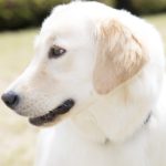 セラピー犬　ハンナ